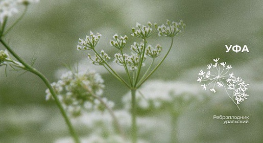 Сложный пациент в акушерстве и гинекологии: нерешенные вопросы, г. Уфа